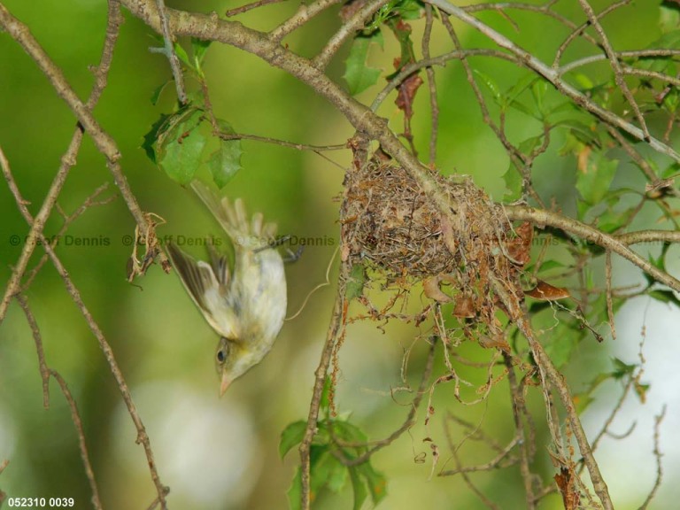 ACFL-DY_Acadian-Flycatcher
