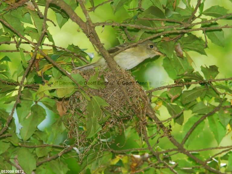 ACFL-DZ_Acadian-Flycatcher