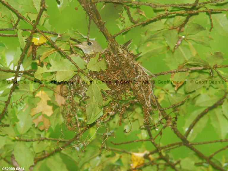 ACFL-EA_Acadian-Flycatcher