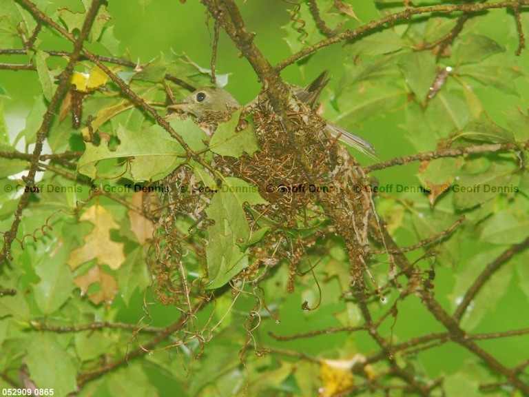 ACFL-EB_Acadian-Flycatcher