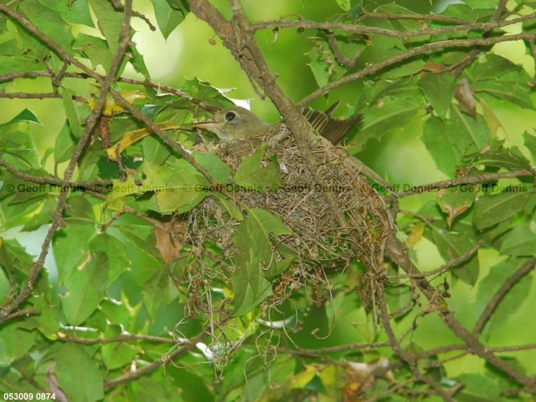 ACFL-EC_Acadian-Flycatcher