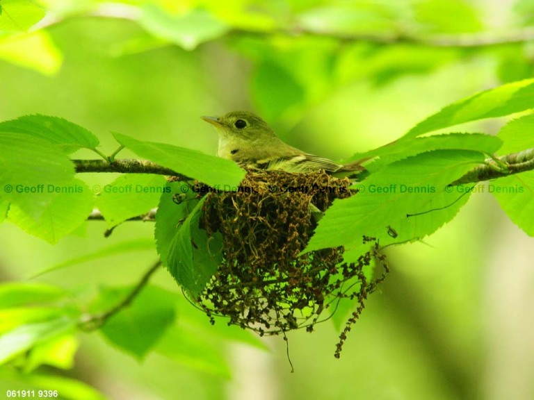 ACFL-ED_Acadian-Flycatcher