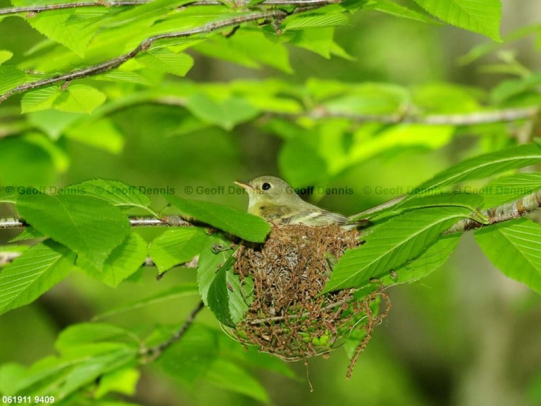 ACFL-EE_Acadian-Flycatcher