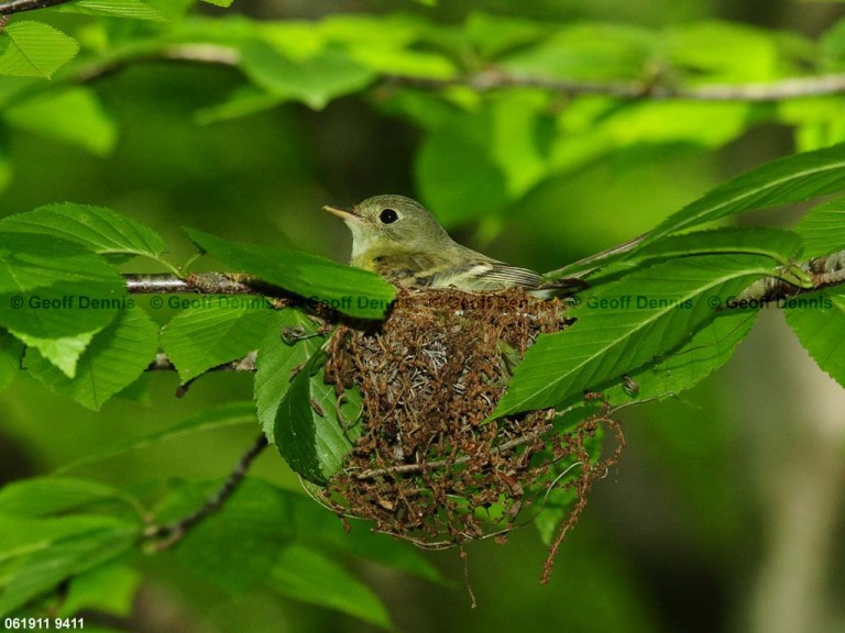 ACFL-EF_Acadian-Flycatcher