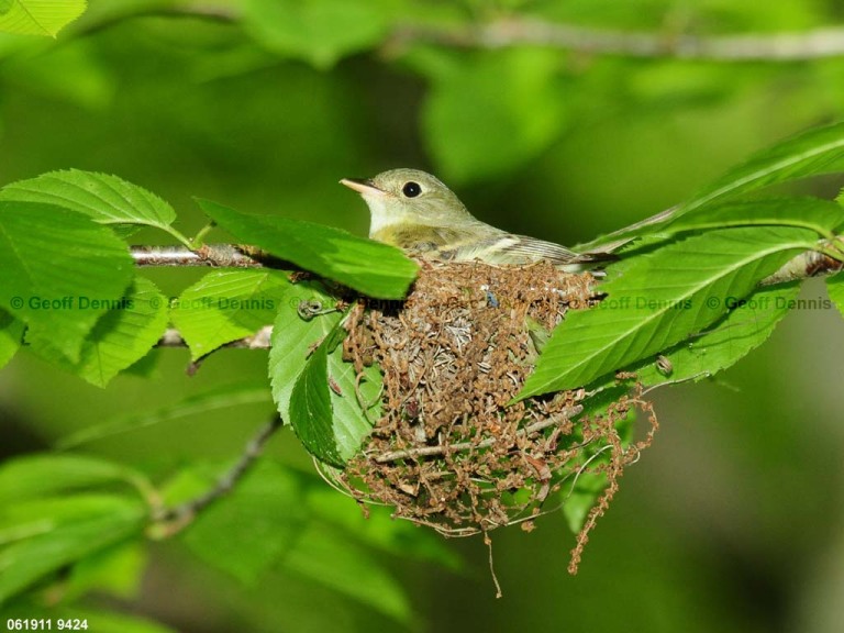 ACFL-EG_Acadian-Flycatcher