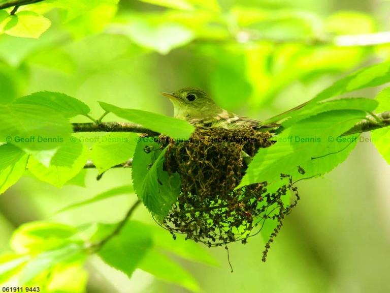 ACFL-EH_Acadian-Flycatcher