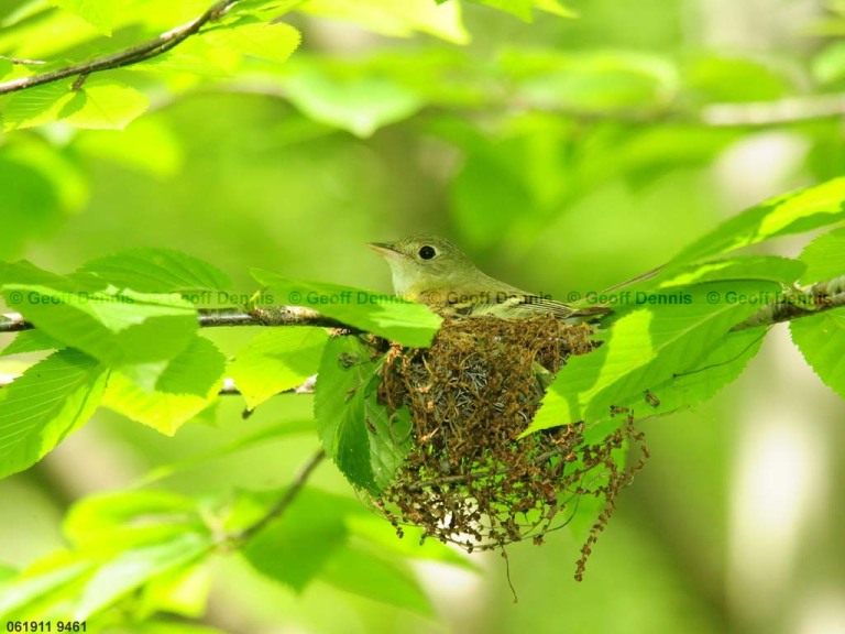 ACFL-EI_Acadian-Flycatcher