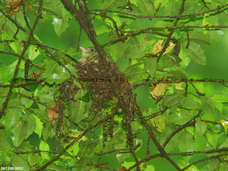 ACFL-EJ_Acadian-Flycatcher