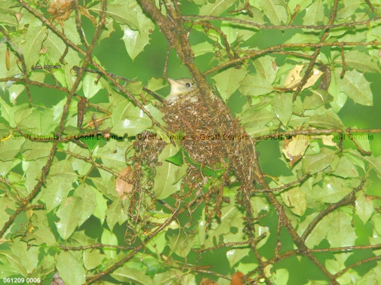 ACFL-EK_Acadian-Flycatcher