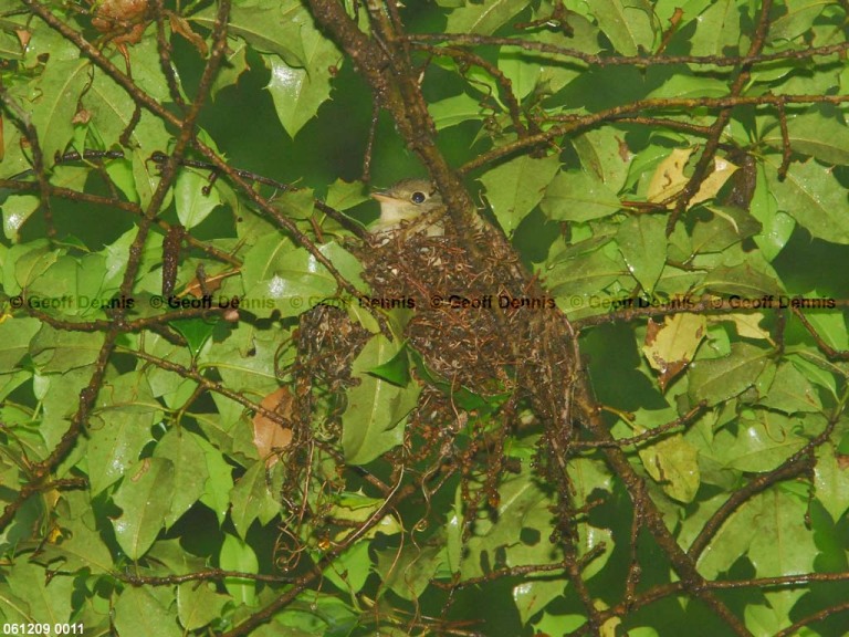 ACFL-EL_Acadian-Flycatcher