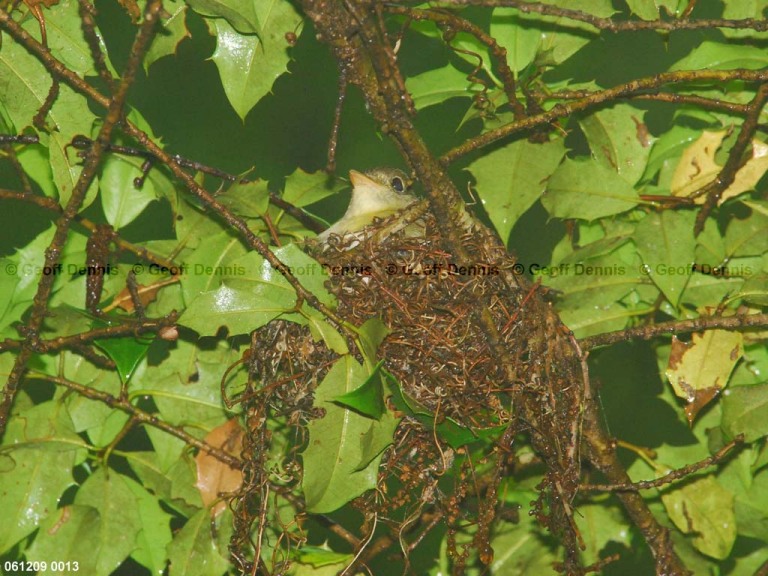 ACFL-EM_Acadian-Flycatcher