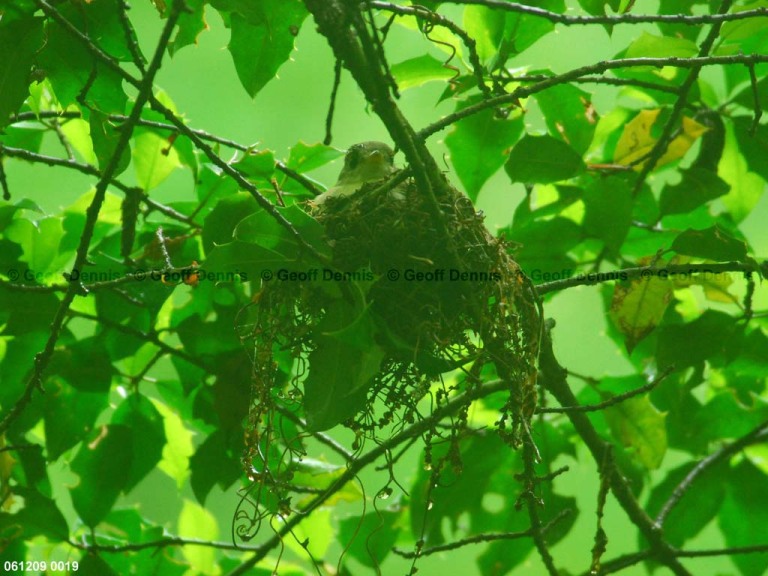 ACFL-EN_Acadian-Flycatcher