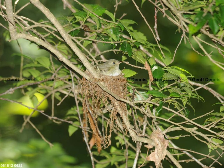 ACFL-EO_Acadian-Flycatcher