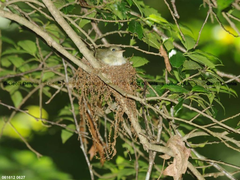 ACFL-EP_Acadian-Flycatcher
