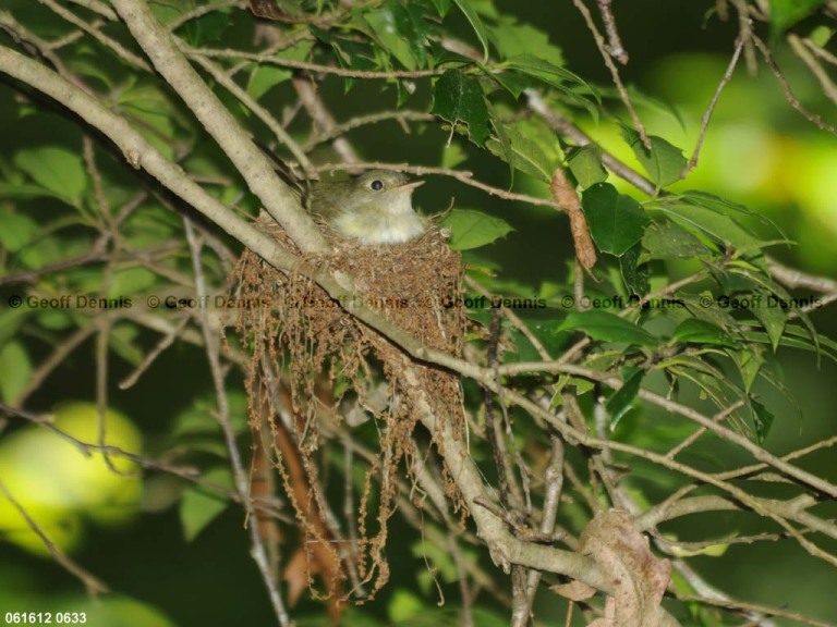 ACFL-EQ_Acadian-Flycatcher