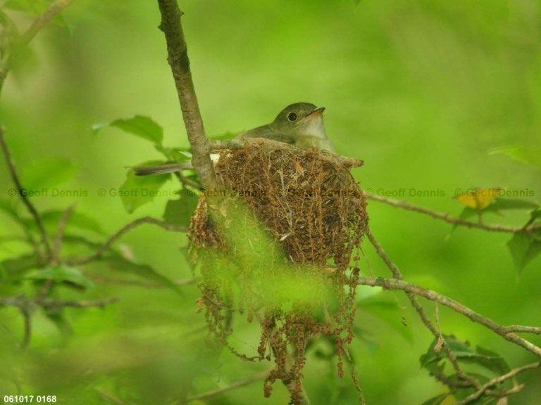 ACFL-ER_Acadian-Flycatcher