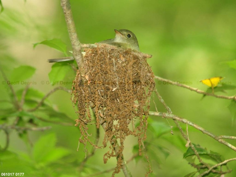 ACFL-ES_Acadian-Flycatcher