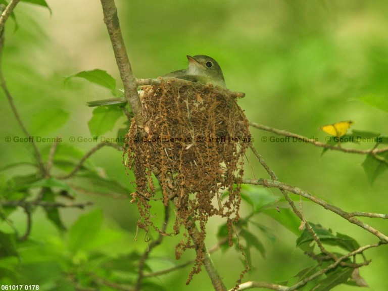 ACFL-ET_Acadian-Flycatcher