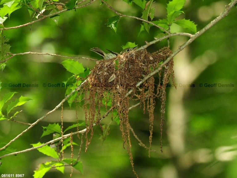 ACFL-EU_Acadian-Flycatcher