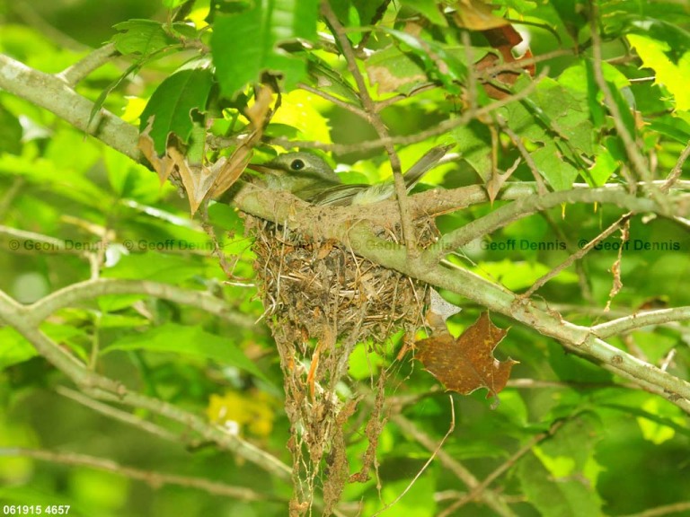 ACFL-EV_Acadian-Flycatcher