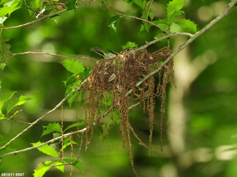 ACFL-EW_Acadian-Flycatcher