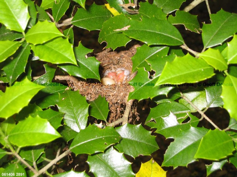 ACFL-EX_Acadian-Flycatcher