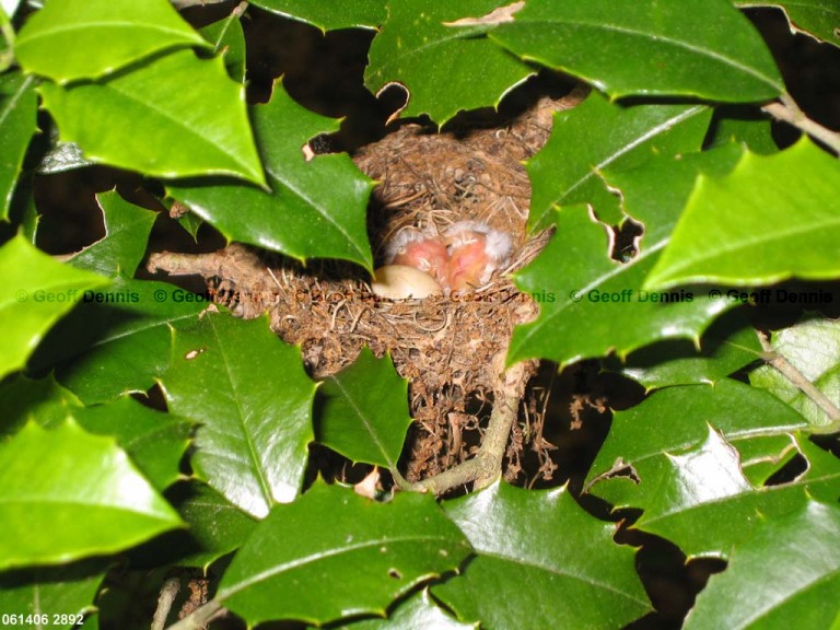 ACFL-EY_Acadian-Flycatcher