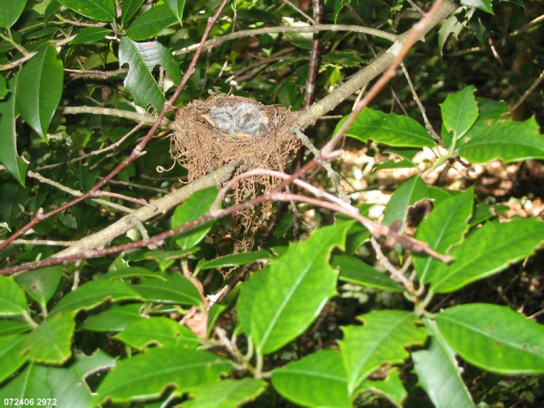 ACFL-EZ_Acadian-Flycatcher