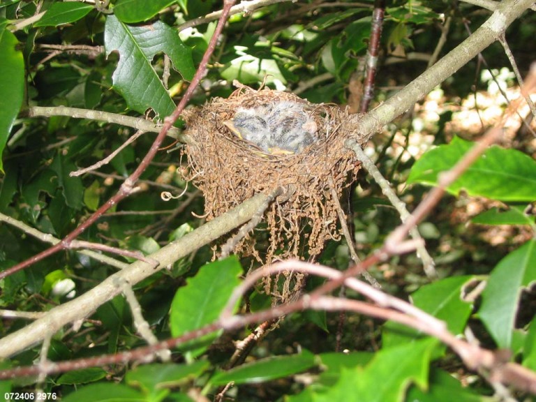 ACFL-FA_Acadian-Flycatcher