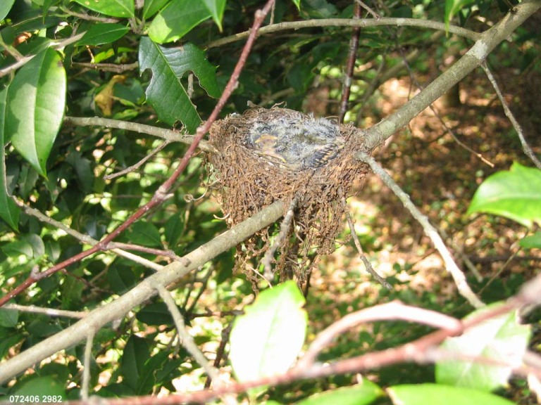ACFL-FB_Acadian-Flycatcher