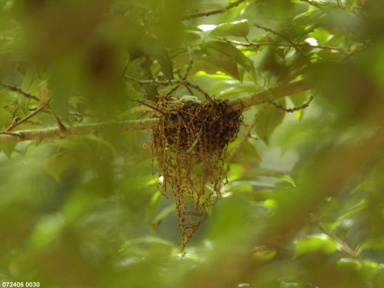 ACFL-FC_Acadian-Flycatcher