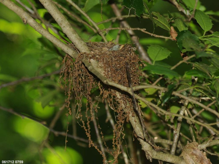 ACFL-FD_Acadian-Flycatcher
