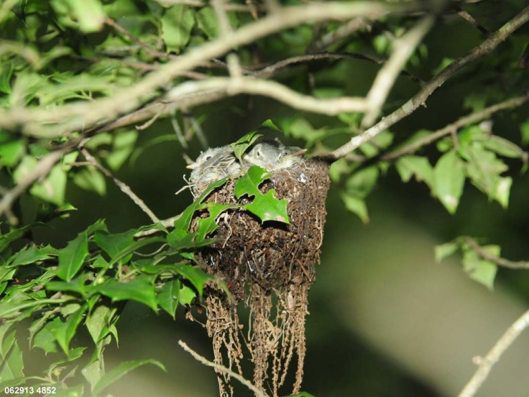 ACFL-FE_Acadian-Flycatcher