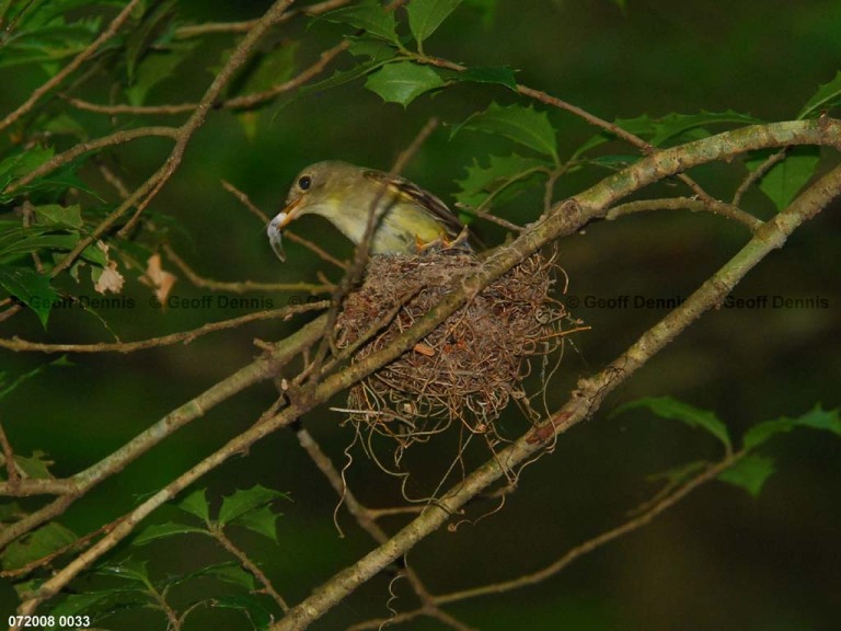 ACFL-FF_Acadian-Flycatcher