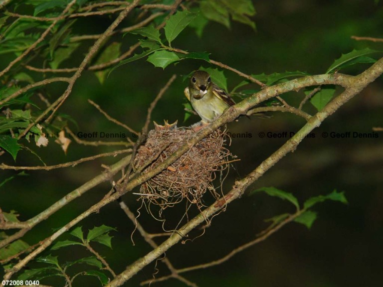 ACFL-FG_Acadian-Flycatcher