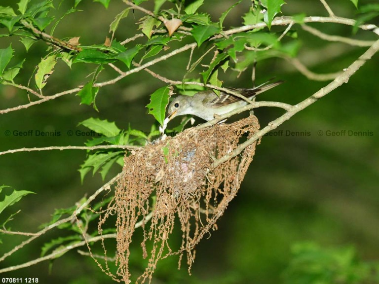 ACFL-FH_Acadian-Flycatcher