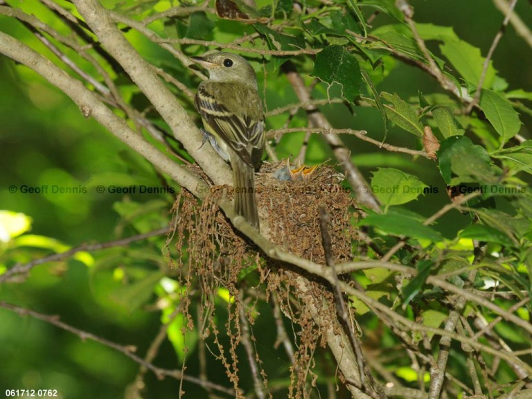 ACFL-FI_Acadian-Flycatcher