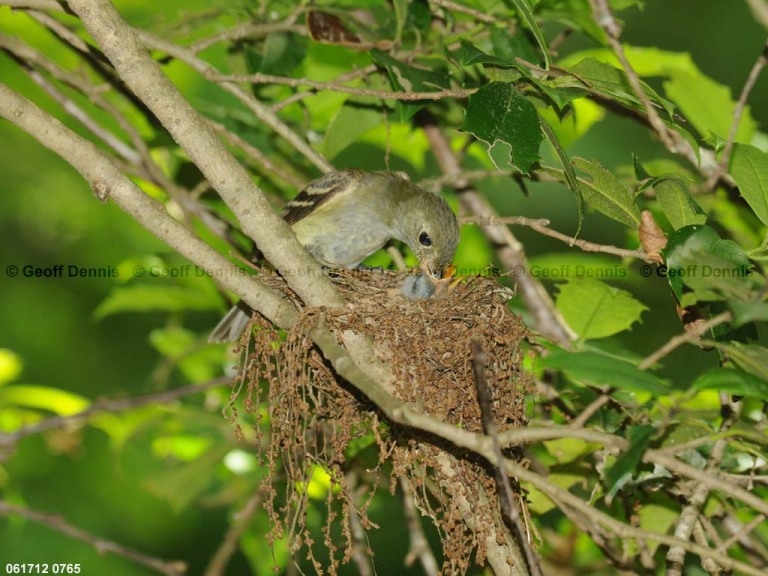 ACFL-FJ_Acadian-Flycatcher