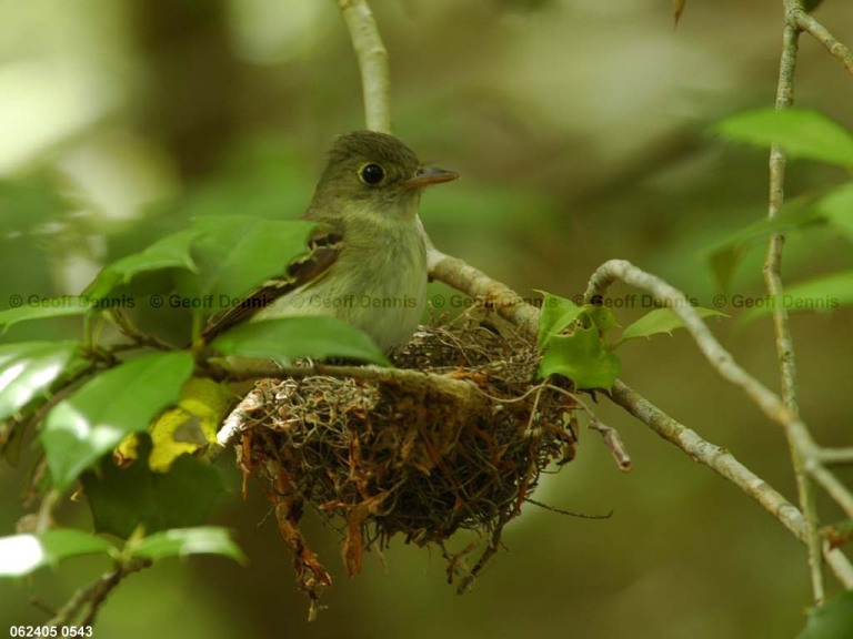 ACFL-FK_Acadian-Flycatcher