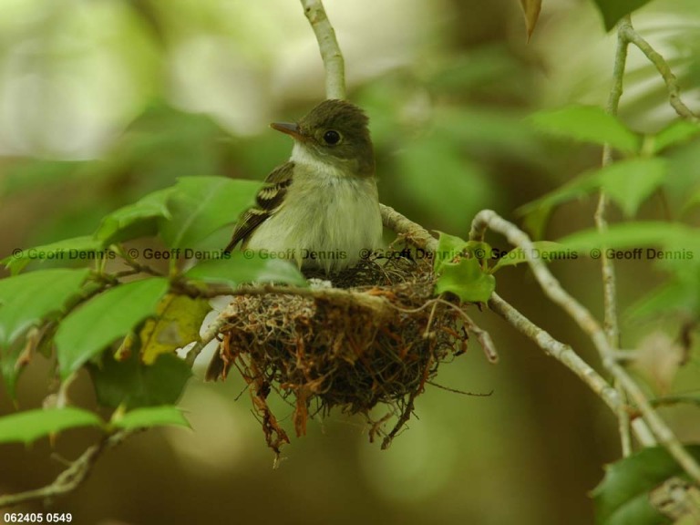 ACFL-FL_Acadian-Flycatcher