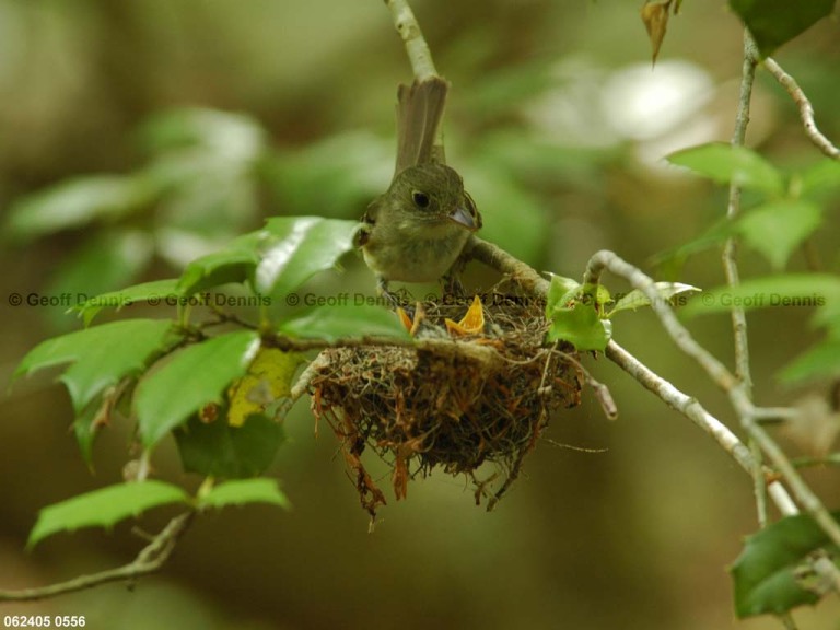 ACFL-FM_Acadian-Flycatcher