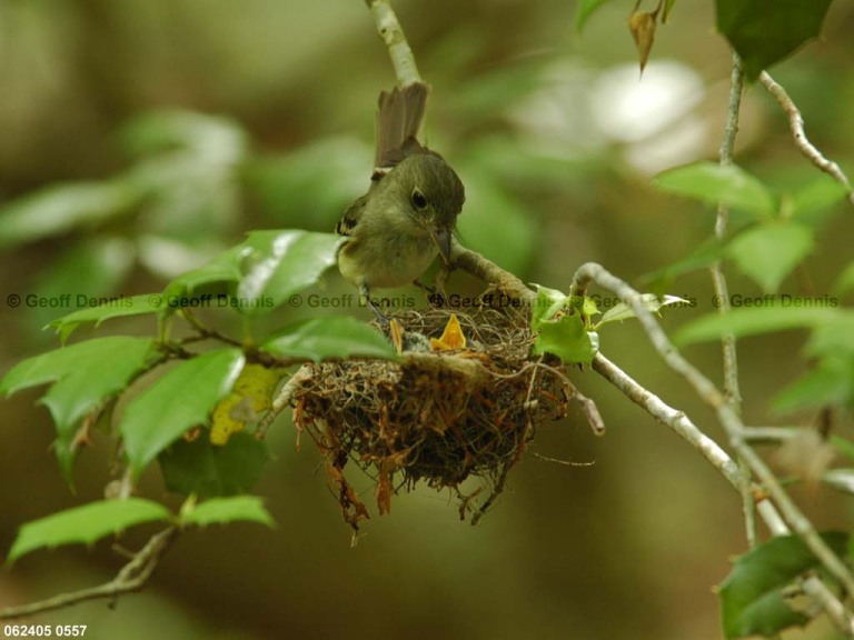 ACFL-FN_Acadian-Flycatcher