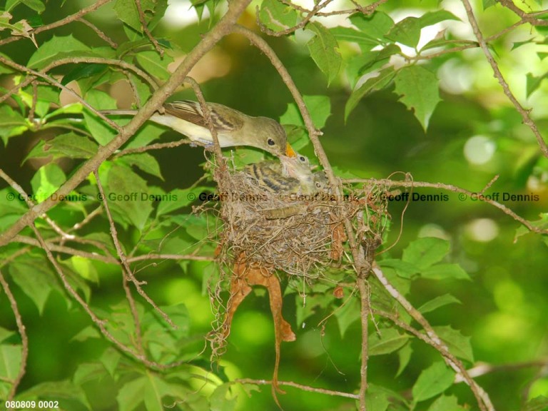 ACFL-FO_Acadian-Flycatcher