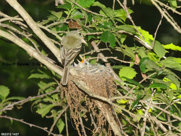 ACFL-FP_Acadian-Flycatcher