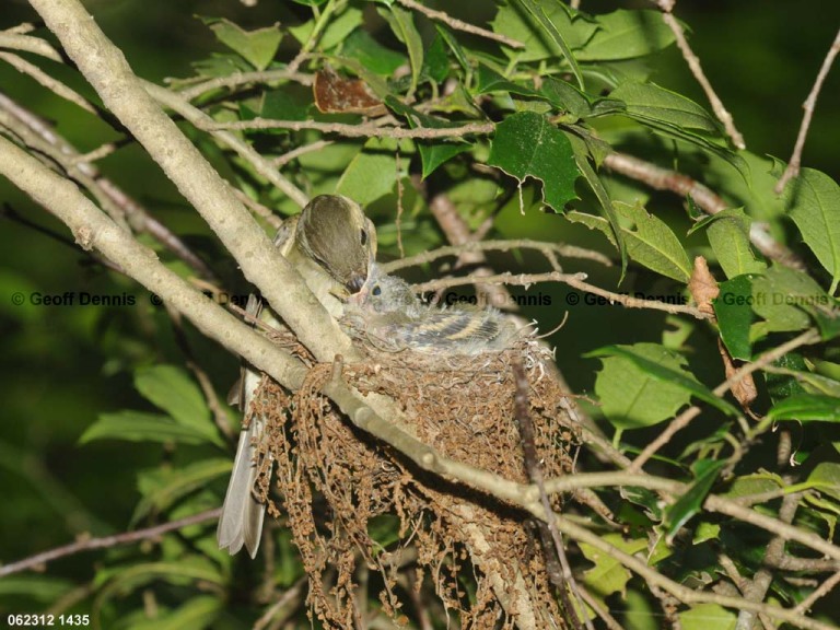 ACFL-FQ_Acadian-Flycatcher