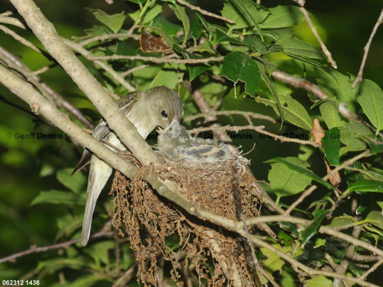 ACFL-FR_Acadian-Flycatcher