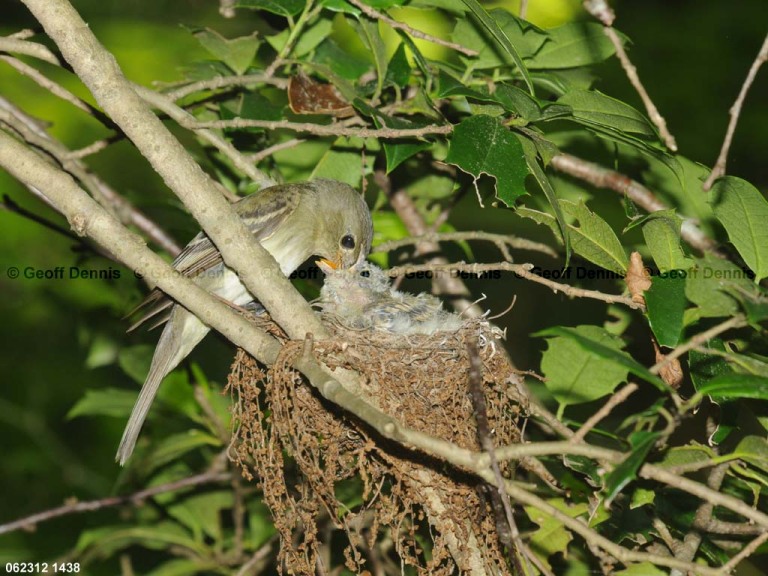 ACFL-FS_Acadian-Flycatcher