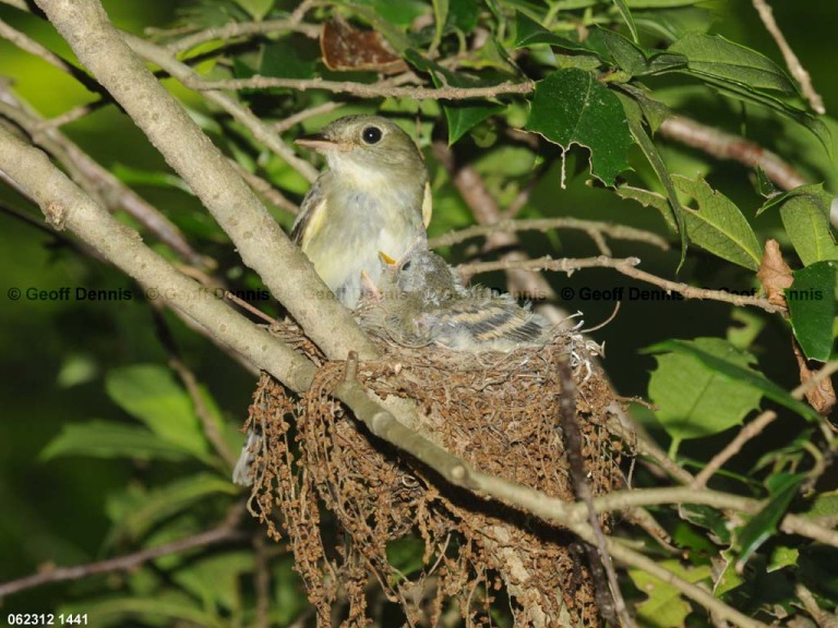 ACFL-FT_Acadian-Flycatcher