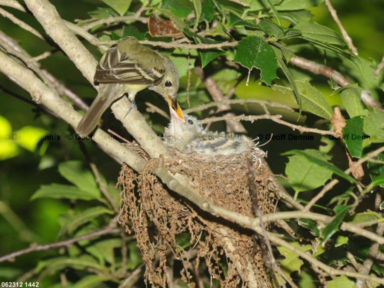 ACFL-FU_Acadian-Flycatcher