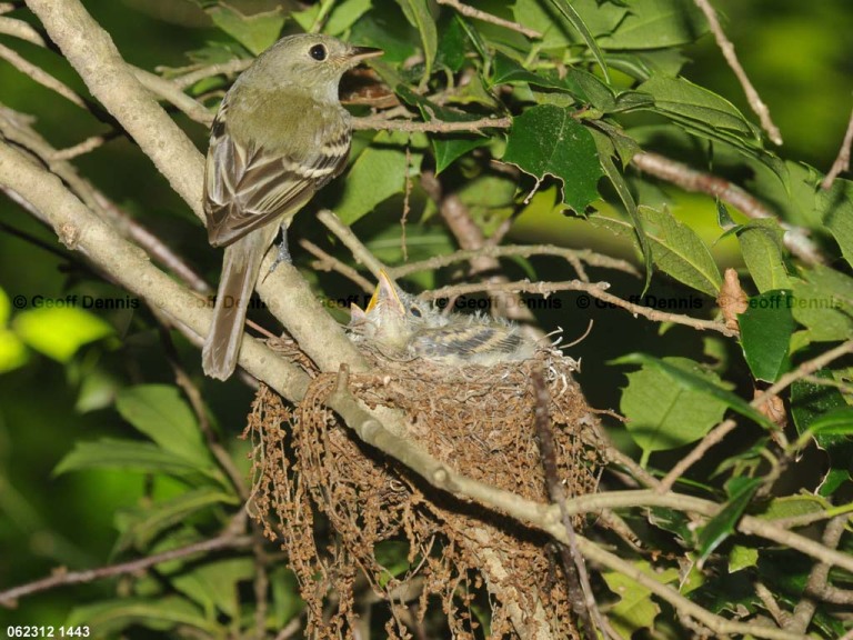 ACFL-FV_Acadian-Flycatcher